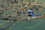 getwebimage.php?pid=99669&url=https%3A%2F%2Ffarm2.staticflickr.com%2F1453%2F25190942244_ec22ea5e95_b.jpg