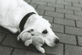 getphpbbimage.php?id=134903