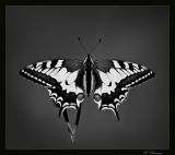 getphpbbimage.php?id=154457