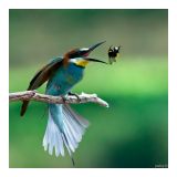 getphpbbimage.php?id=188381
