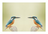 getphpbbimage.php?id=197823