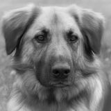 getphpbbimage.php?id=225627