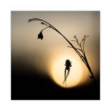 getphpbbimage.php?id=225835