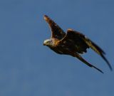 getphpbbimage.php?id=226159