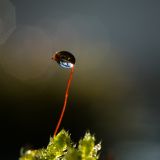 getphpbbimage.php?id=226221