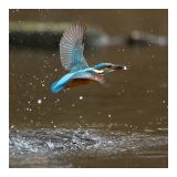 getphpbbimage.php?id=226328