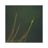 getphpbbimage.php?id=226361