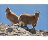 getphpbbimage.php?id=226367