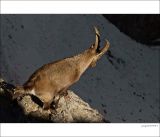 getphpbbimage.php?id=226368