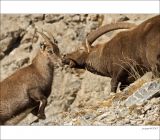 getphpbbimage.php?id=226369