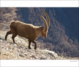 getphpbbimage.php?id=226370