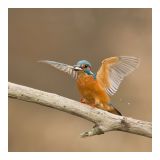 getphpbbimage.php?id=226384