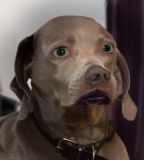 getphpbbimage.php?id=226397