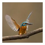 getphpbbimage.php?id=226544