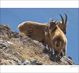 getphpbbimage.php?id=226560