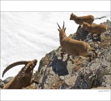 getphpbbimage.php?id=226561