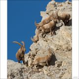 getphpbbimage.php?id=226562