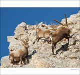 getphpbbimage.php?id=226563