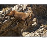 getphpbbimage.php?id=226564