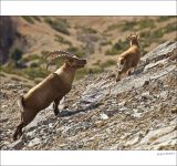 getphpbbimage.php?id=226643