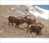 getphpbbimage.php?id=226644