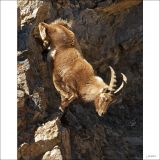 getphpbbimage.php?id=226645