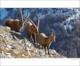 getphpbbimage.php?id=226646