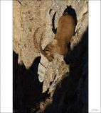 getphpbbimage.php?id=226647