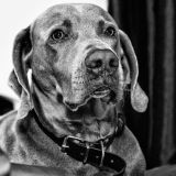 getphpbbimage.php?id=226947