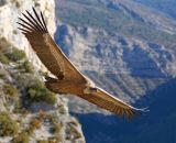 getphpbbimage.php?id=226972