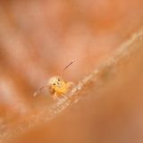 getphpbbimage.php?id=226991