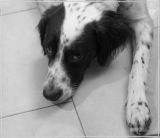 getphpbbimage.php?id=227606