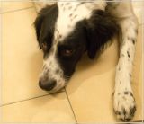 getphpbbimage.php?id=227615