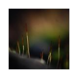 getphpbbimage.php?id=227716