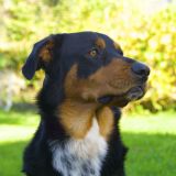 getphpbbimage.php?id=227744