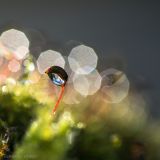 getphpbbimage.php?id=227895