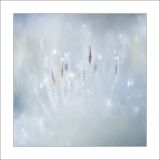 getphpbbimage.php?id=228113