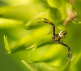 getphpbbimage.php?id=228205