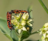 getphpbbimage.php?id=228416