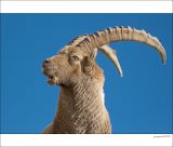 getphpbbimage.php?id=228744