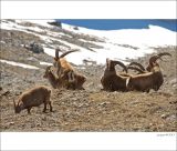 getphpbbimage.php?id=228745