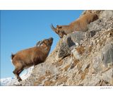 getphpbbimage.php?id=228746