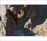 getphpbbimage.php?id=228747