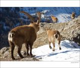 getphpbbimage.php?id=228748