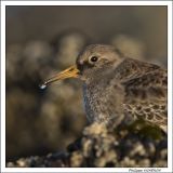 getphpbbimage.php?id=228815