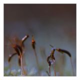 getphpbbimage.php?id=229292