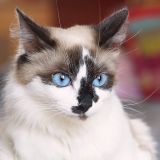 getphpbbimage.php?id=230218