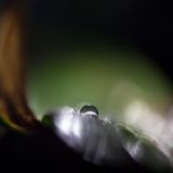 getphpbbimage.php?id=230253