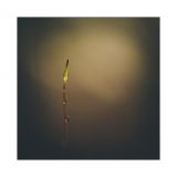 getphpbbimage.php?id=230256