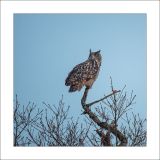 getphpbbimage.php?id=230265